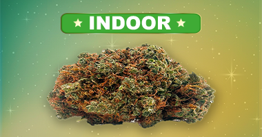 Fleur CBD indoor